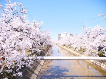 川面に映る桜も綺麗！