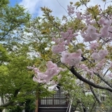 【加古川桜スポット2024】桜が咲き誇る「龍泉寺」を取材してまいりました～！