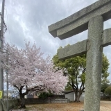 【加古川桜スポット2024】船頭にある「大歳神社」を取材してまいりました～！