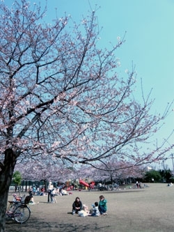 ついつい立ち止まりたくなるお花見スポット<br>こちらは桜川公園