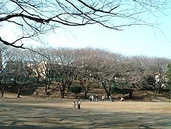 広くてお花見にうってつけの<br>小台公園<br>