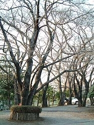 川崎市青少年の家の桜は<br>背が高い<br>