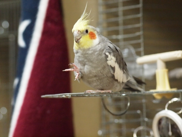 「【ペット捜索】オカメインコが網戸を破って逃げました　10月14日(月) 14:00【拡散 希望】」