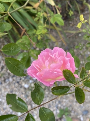 木香薔薇が済んだら現れるピンクのミニ薔薇「季節は確実に春から初夏へ。」