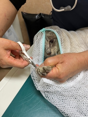 病院での治療風景「【保護猫の里親募集中】4月1日に退院した保護猫の紹介🐈」