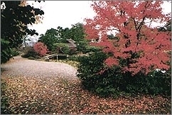 東神苑の紅葉「梅宮大社 （うめのみやたいしゃ）」