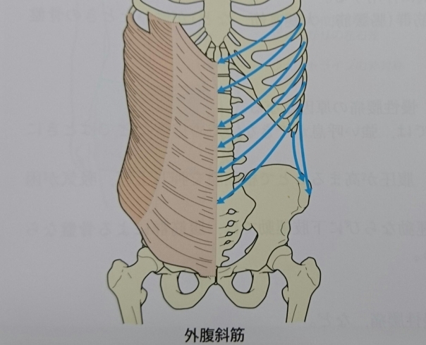 外腹斜筋！「さらに腹斜筋を刺激！」