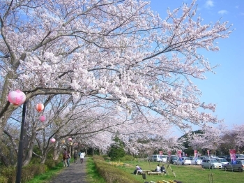 鹿島城山公園の桜です！　桜の季節になると人で賑わいます♪「鹿嶋市観光協会」