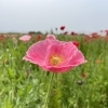 【2022年5月20日(金)撮影】ポピー畑・麦なでしこ畑・バラ園の開花状況<埼玉県鴻巣市>