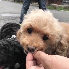 マリちゃんとリキ君