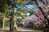 お隣の八剱社にももちろん桜