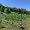 第9回 薮川とうもろこし栽培体験記2021