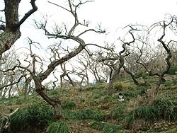 梅の木の下で猫も開花を待つ
