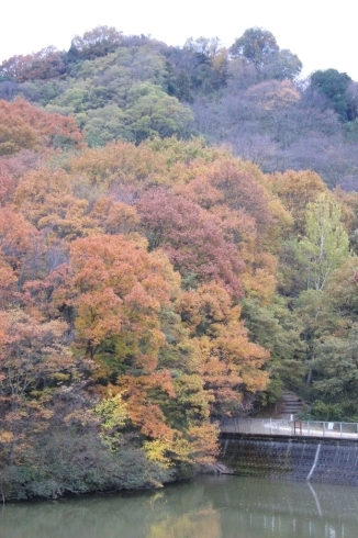 「白旗池の紅葉　Ⅱ」