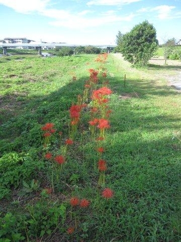 本富士見橋を望む