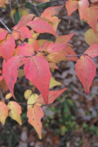 「紅葉　Ⅲ」