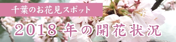 千葉の桜! 2018年開花状況(2018年3月30日~31日)