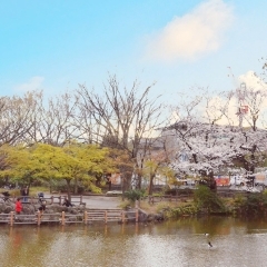 【横浜市港北区のお花見スポット】菊名池公園