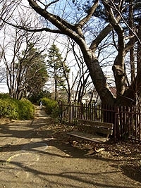 鷺沼第1公園には桜のほか、<br>立派な木々が多い<br>