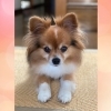 【うちのこ紹介 No.002】パビヨン×チワワ MIX犬 ココアくん