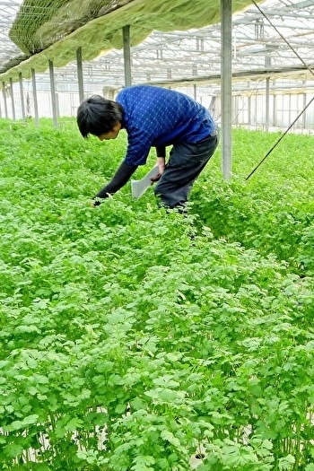 種の選定から生育（酸素濃度・温度・水等）まで丁寧に管理。「株式会社マジカルプランツ」