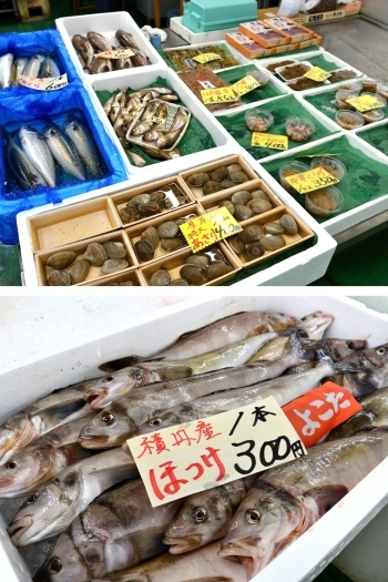 魚一匹から箱買いまで、用途に合わせてお買い求めいただけます「横田鮮魚店」