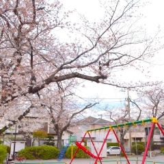 【横浜市港北区のお花見スポット】大曽根北公園