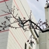 【加古川・寺家町商店街とベルデモール】春の訪れを告げる桜の開花(2025年)