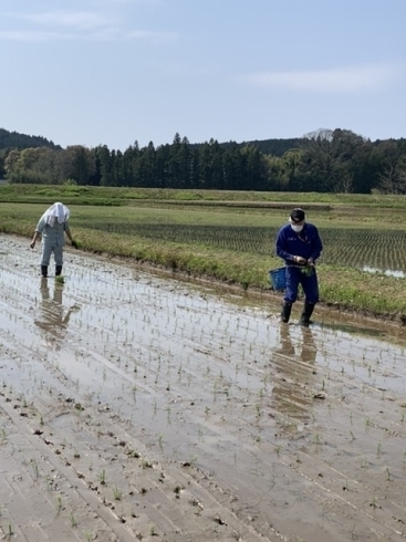 補植作業です♪「植えたー❗️」