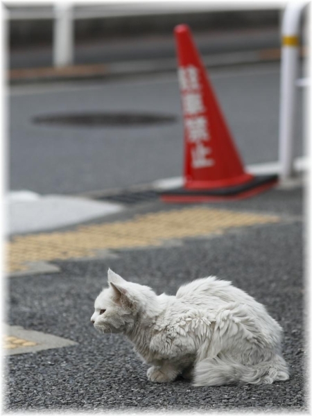 名前不詳（白）<br><br>出没エリア：五反田有楽街付近<br><br>人間には怖がらず近寄っても逃げません。