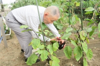 ホームのみんなで育てた畑の野菜を、ご利用者様が自ら収穫。「グループホームつきおか」