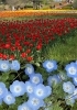 さいたま市 西区 公園 大宮花の丘農林公苑