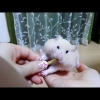 手乗りハムスターにおやつをあげると...?おもしろ可愛いハムスターcute funny hamster #45