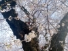 市役所前の桜