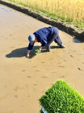 田植え「ぶんぶん農園」