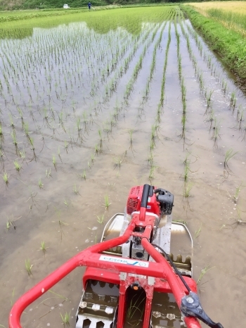 田の草とり「ぶんぶん農園」