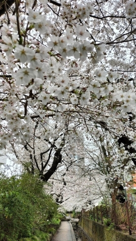 「桜シーズン到来」