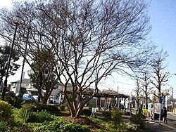 野川第1公園には<br>「みやまえお散歩コース」の看板もあり、<br>散歩出発点としても最適
