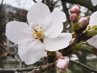 「平年よりはやめの桜の開花♪お花見シーズン到来！」