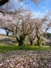 桜の絨毯