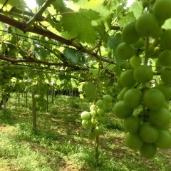 【農作物の歴史特集】日本における葡萄の歴史