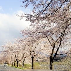 胎内川河川敷千本桜【胎内】