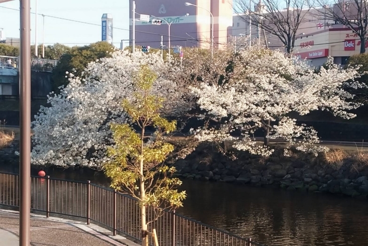 新左近川Belc横の大きな桜「今年も桜が咲いたら【江戸川区の桜を愛でるハッシュタグ企画！】」