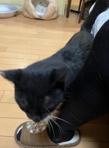 「【保護猫の里親募集中】千葉市若葉区の飼料工場で保護した猫の紹介🐈」