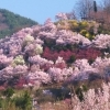 花見山公園(福島市渡利)