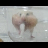 徘徊してる!おもしろ可愛いハムスターcute funny hamster #49