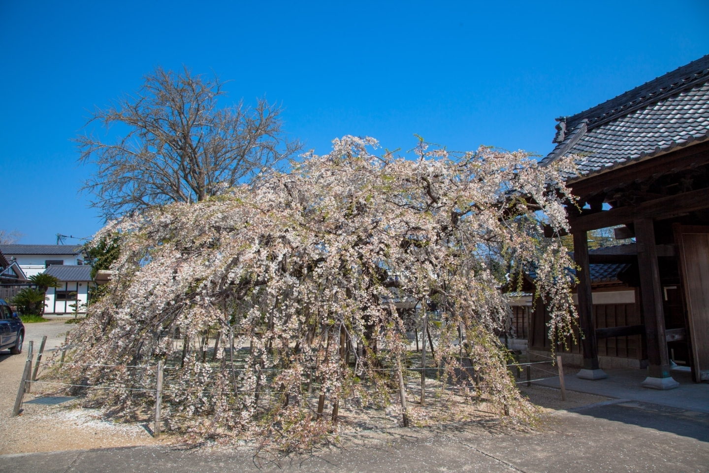 専修坊の見事な枝垂れ桜