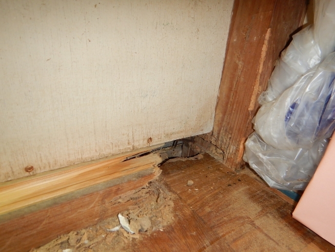 ネズミ室内へのの侵入口「ネズミが室内まで侵入」