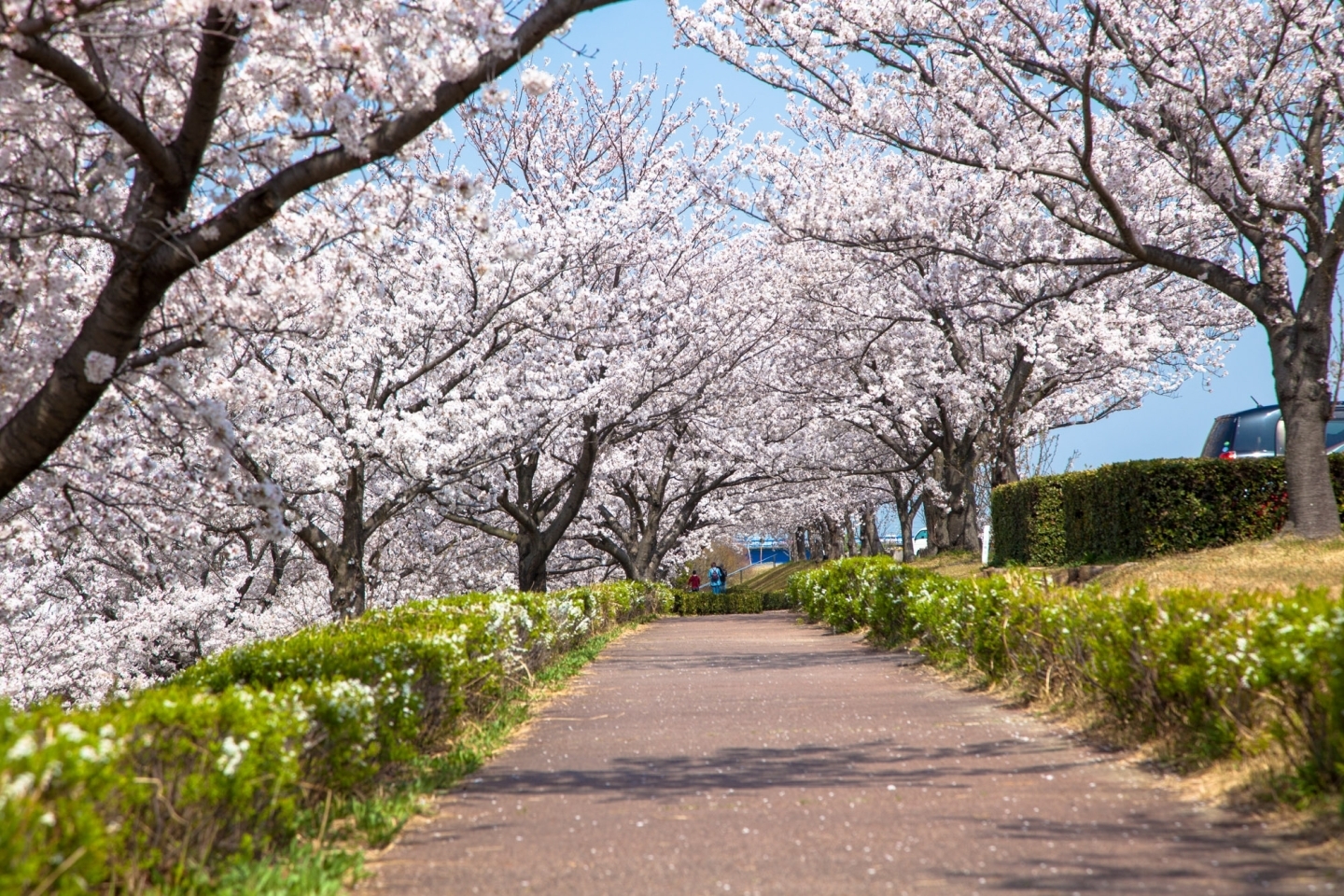 桜のトンネルが年々立派になる矢作川桜づつみ