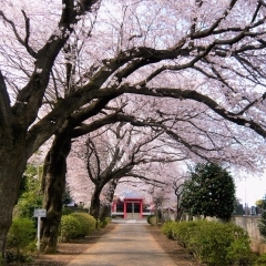 伊奈町の桜がきれいなお花見スポットをめぐってみた！